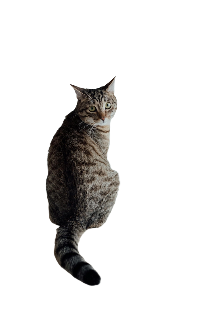 Cat with transparent background
