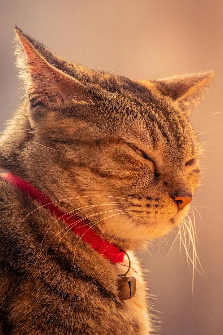 Cat photo before Ghibli transformation